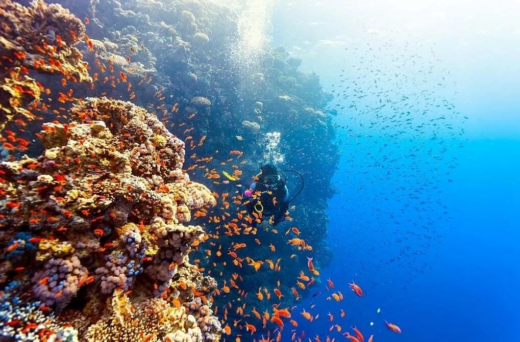 Diving on Catalina Island