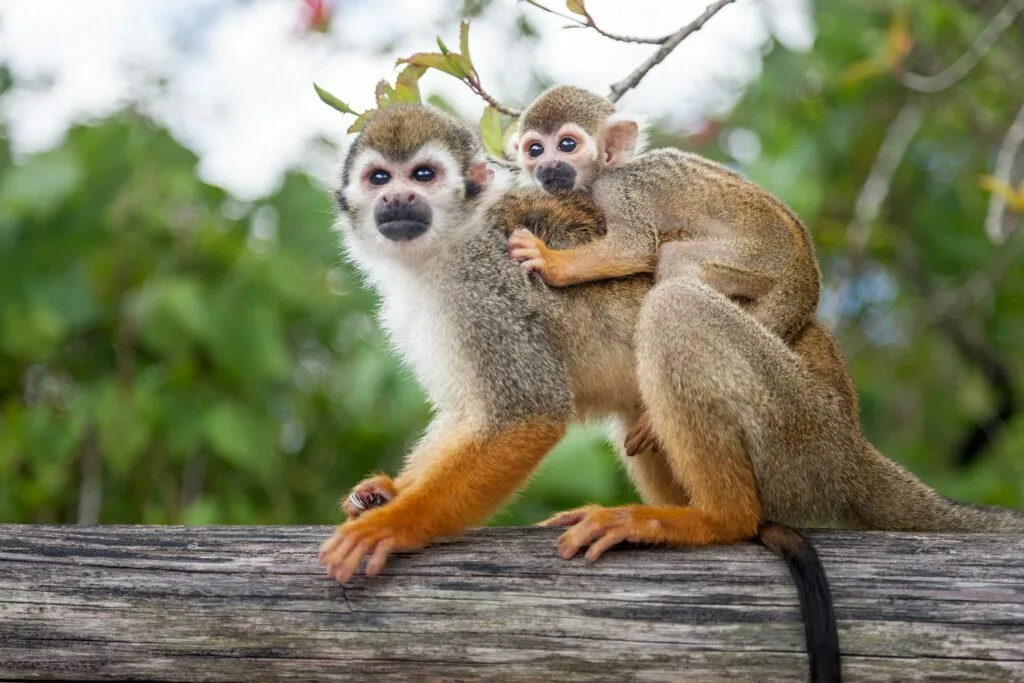 Monkey Land