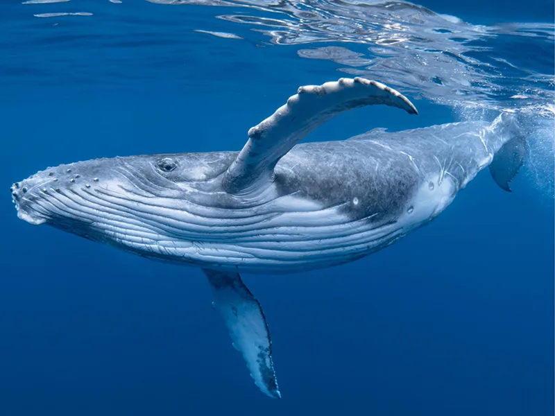 Redonda Mount & Whale Watching